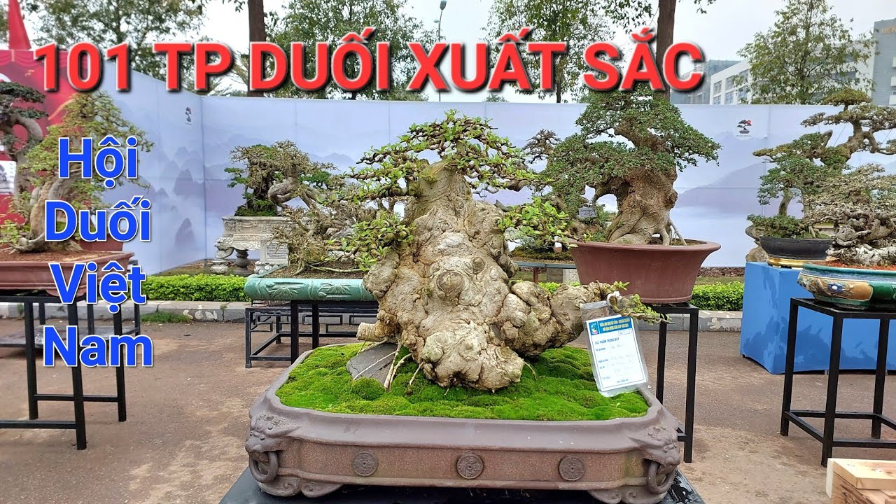 MỌI NGƯỜI kéo đến ĐÔNG NHƯ HỘI xem khu trưng bày của HỘI DUỐI VIỆT NAM tại TL BẮC NINH rất đông .