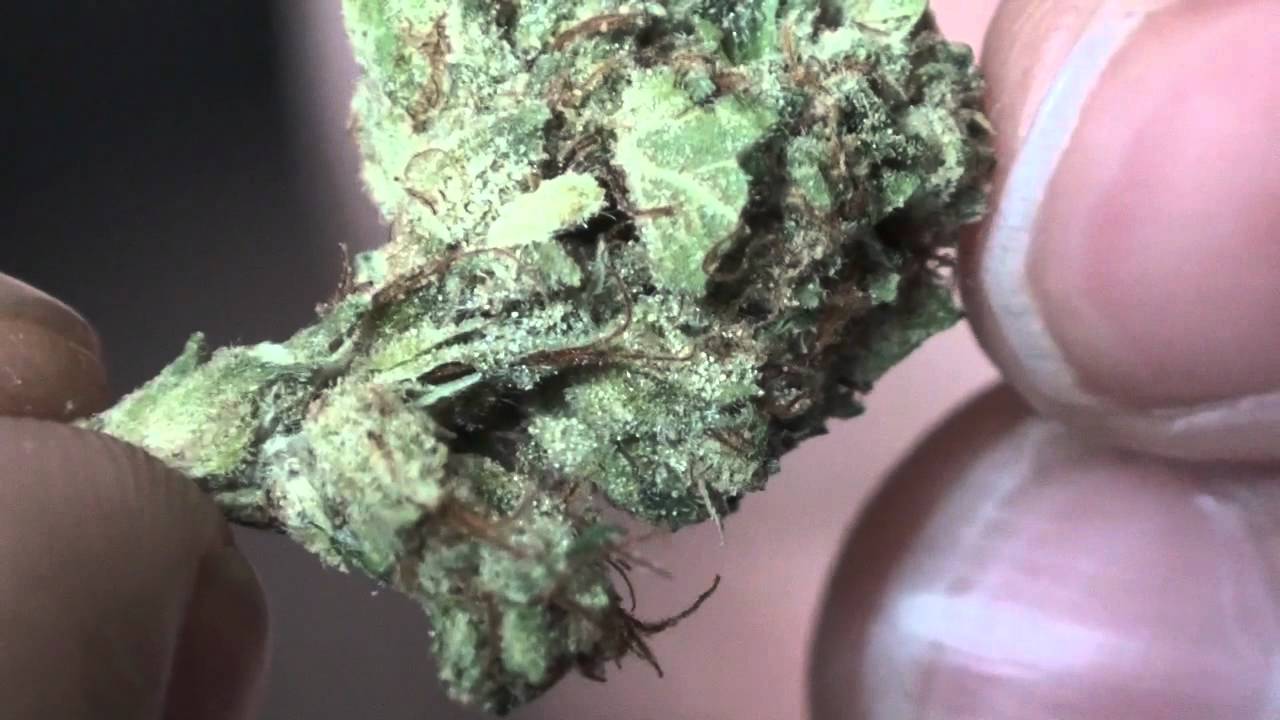 Abusive OG Strain Review
