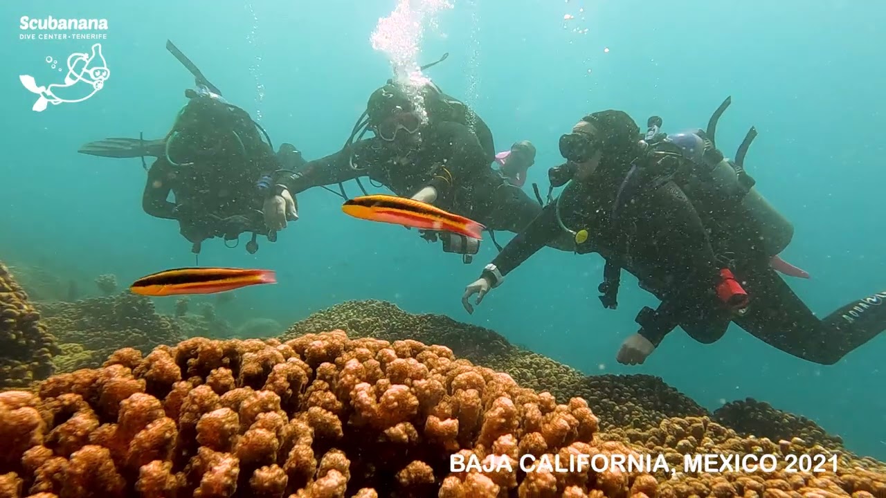 Diving in Baja California (Mexico) 2021 with Scubanana