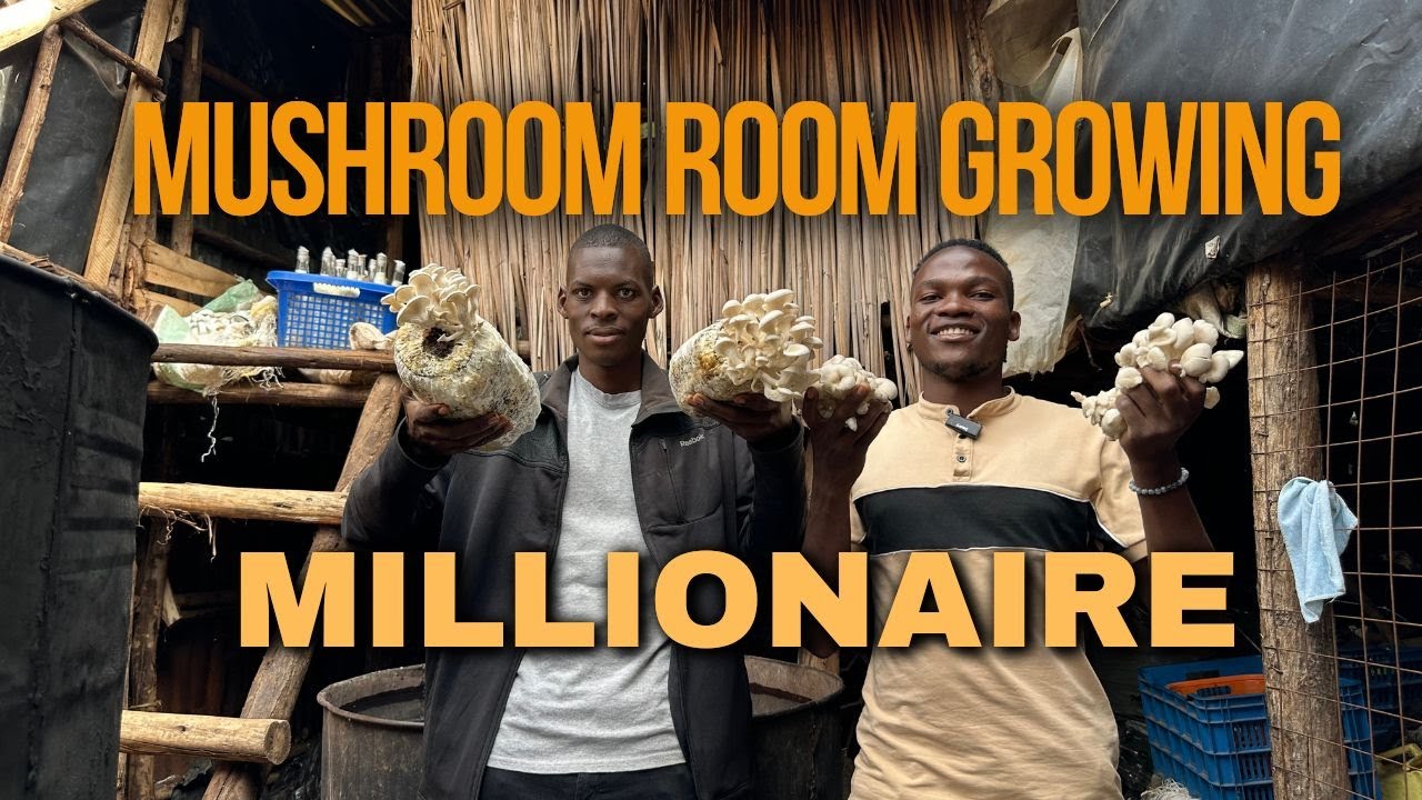 Mush Room Growing How This Ugandan University Dropout Makes Millions Through Mushroom growing  Prt 2