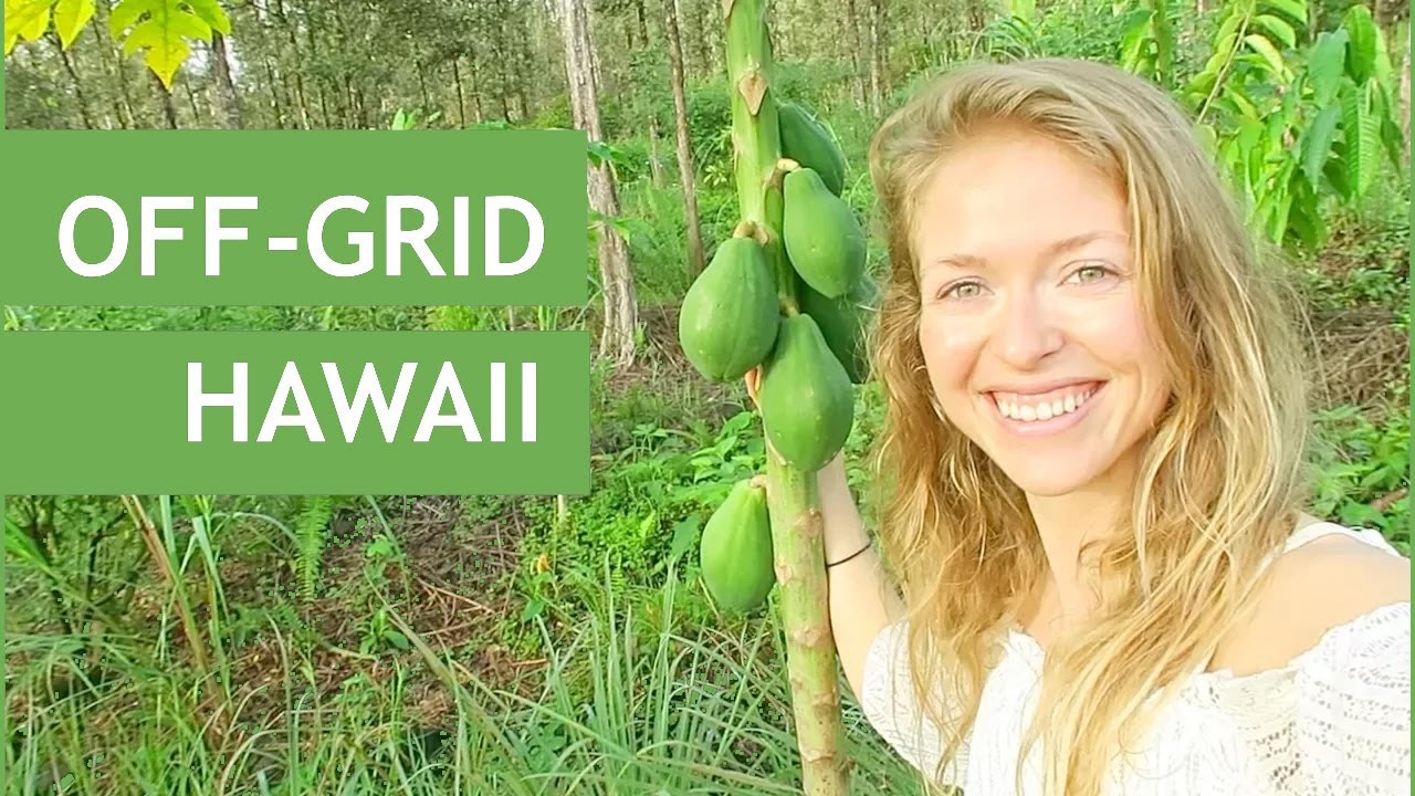 Off-Grid Permaculture Fruit Forest in Hawaii 🍍