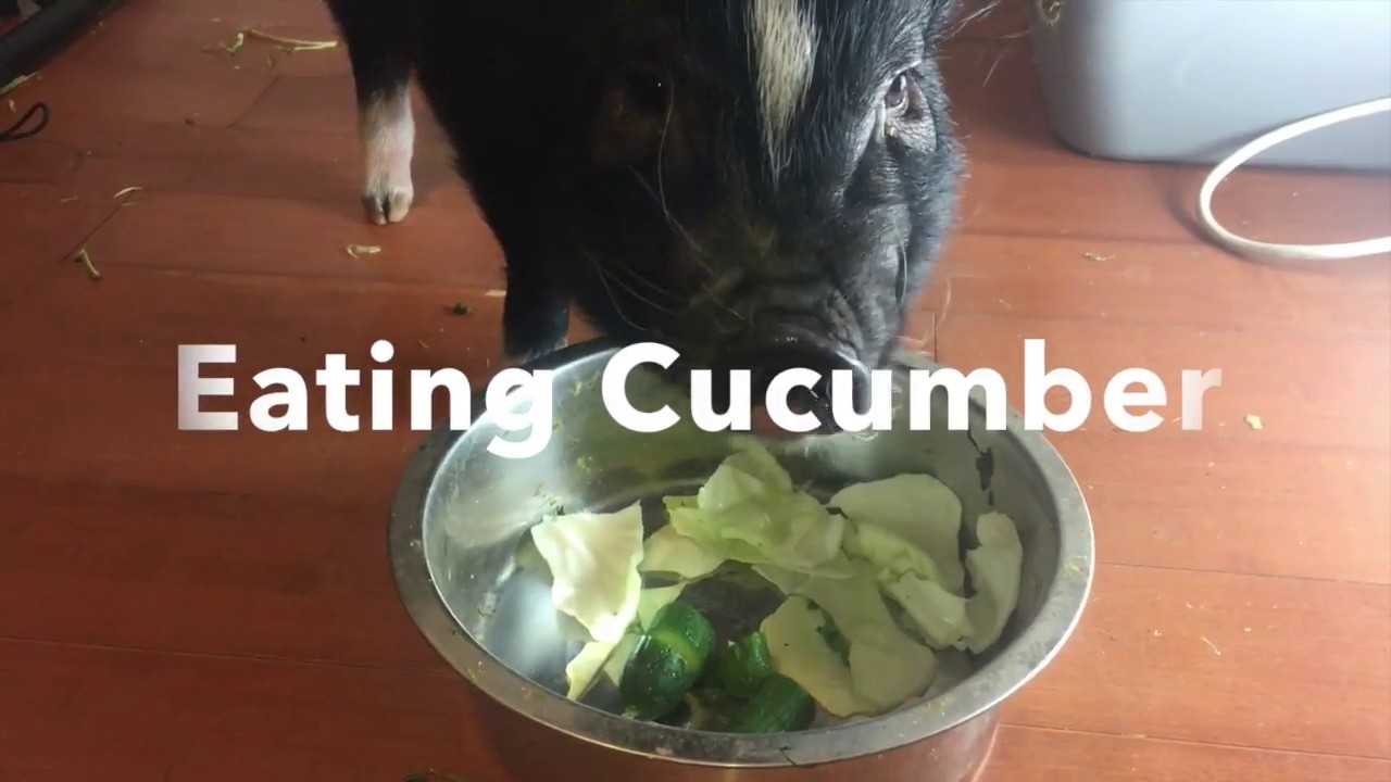 CRUNCHY MINI PIG ASMR EATING SOUNDS