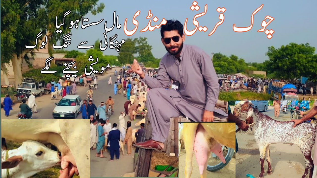 Chock Qureshi bakra mandi rates 8-8-23|چوک قریشی بکرا منڈی #bakramandipunjab #sabirgoatfarm #bakra