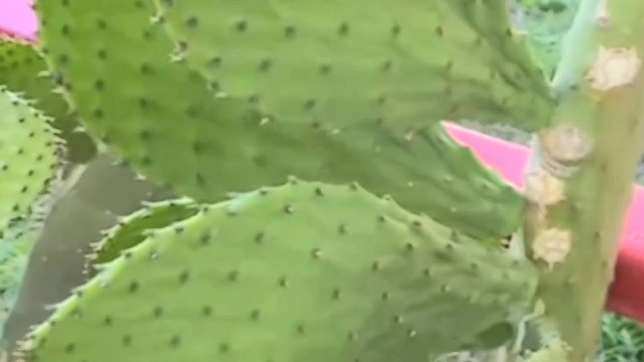4 fertilizantes orgánicos para nopales super potentes que llenará tus nopales mas grandes