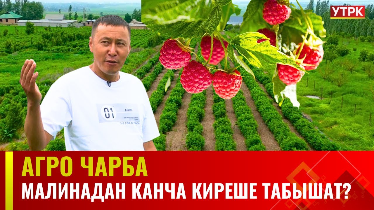 Малинадан канча киреше табышат? | АГРО ЧАРБА
