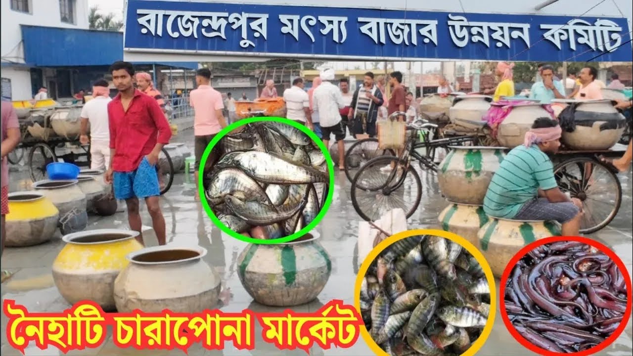 নৈহাটি রাজেন্দ্রপুর চারাপোনা মার্কেট | Naihati Fish Seed Market | Naihati Rajendrapur Fish Market |