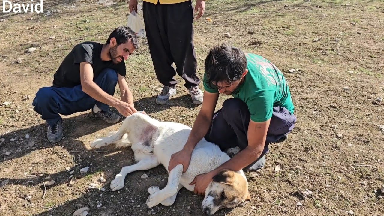 David and Ali treated the dog in mountain nomadic life today
