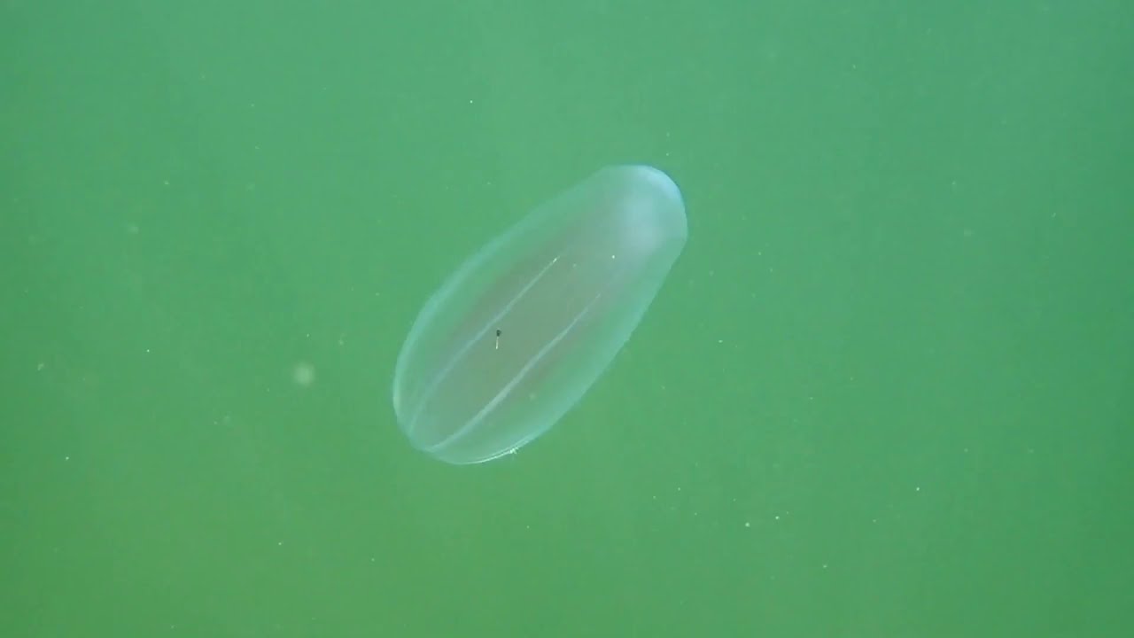Les escoumins - Snorkeling