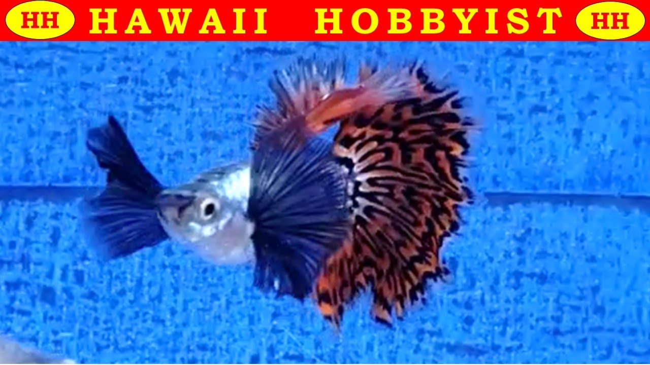 Новая ферма для гуппи с 24 ваннами и потрясающими гуппи