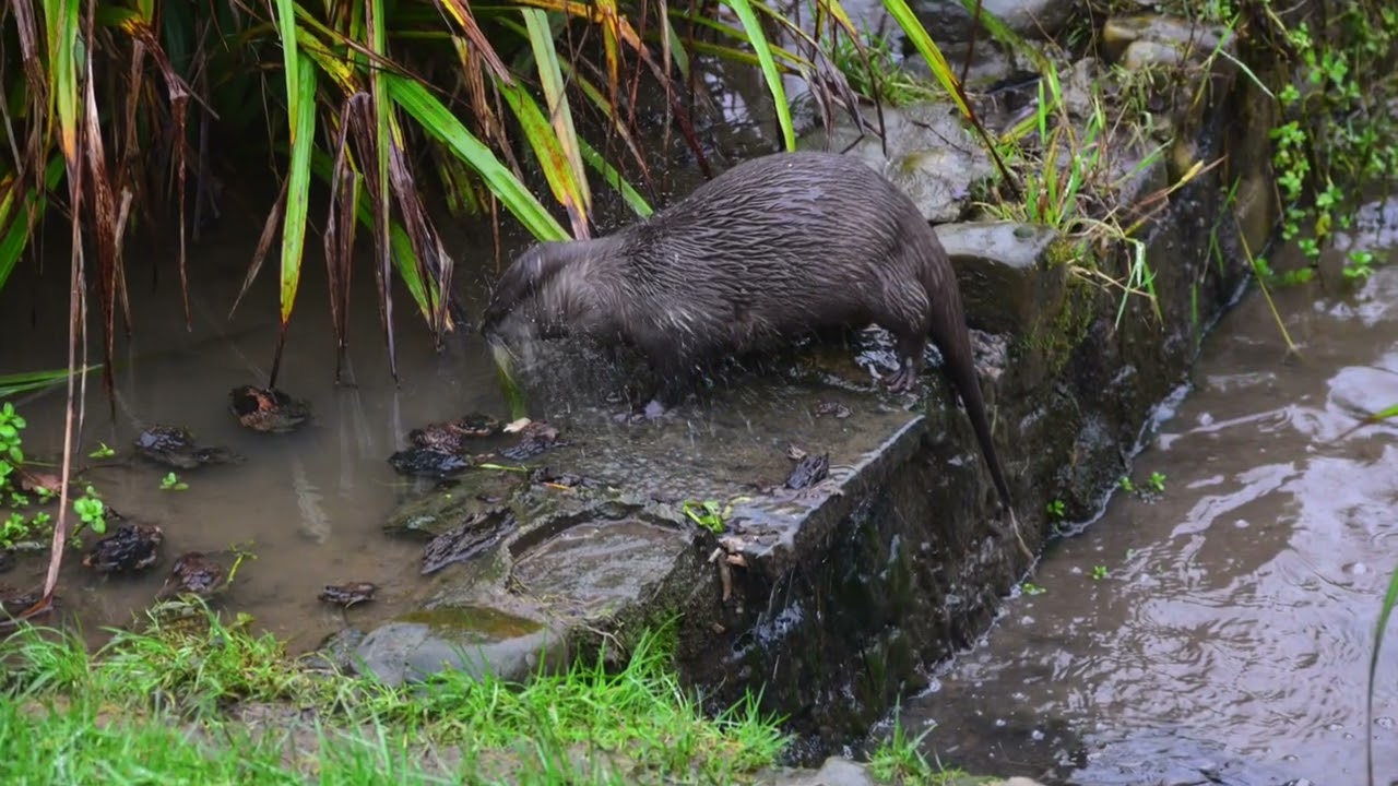 Otters Wetland Trust