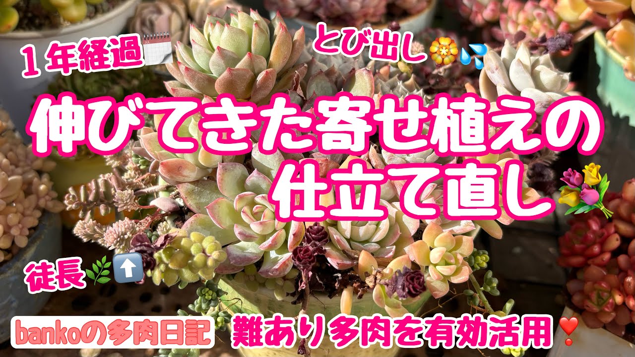 【多肉日記#361】徒長🌿⬆️暴れた寄せ植えの仕立て直し💐難あり多肉も有効活用したら意外と可愛い💕