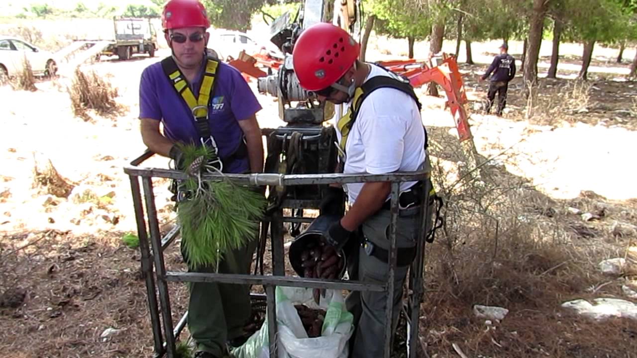 איסוף אצטרובלים וזרעים של אורן ירושלים