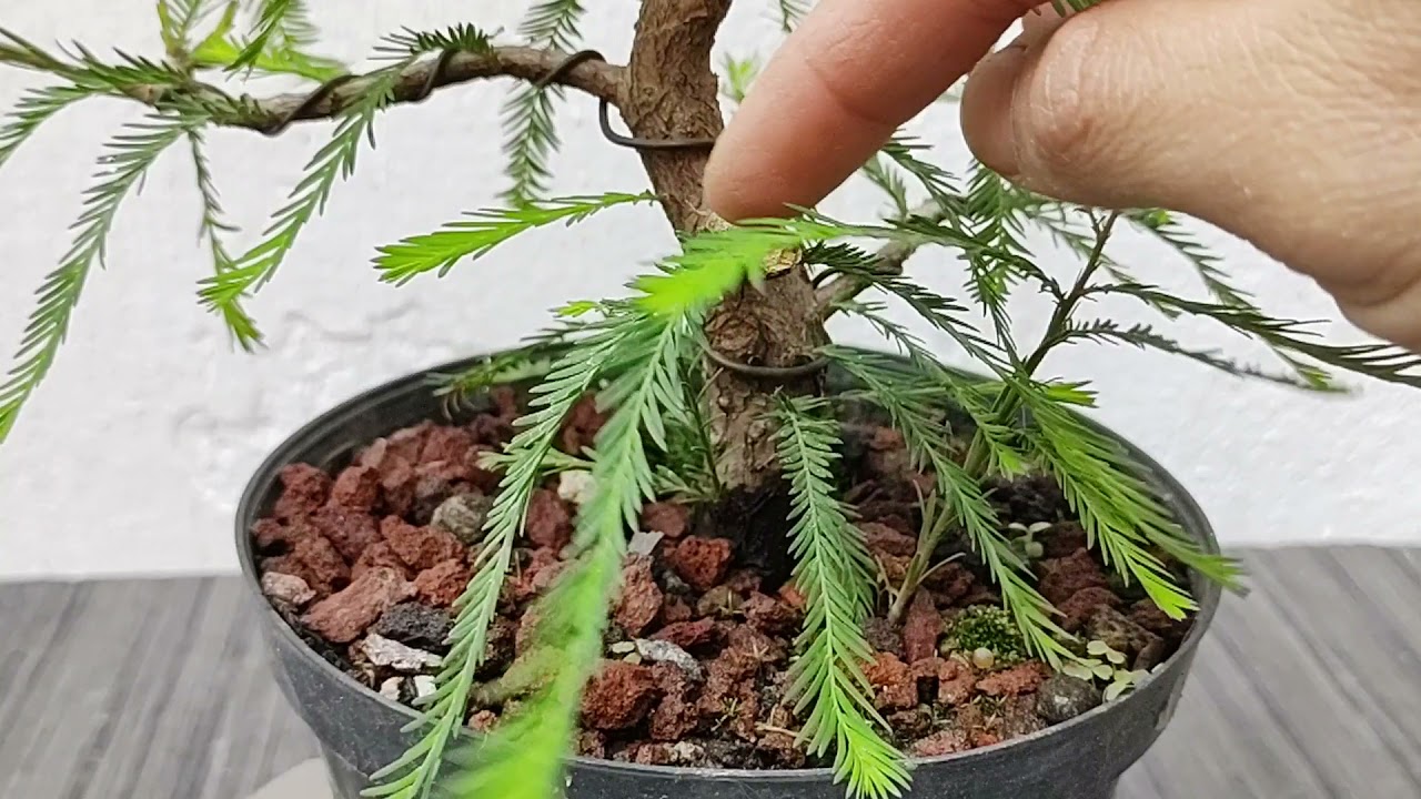 AHUEHUETES BONSAI