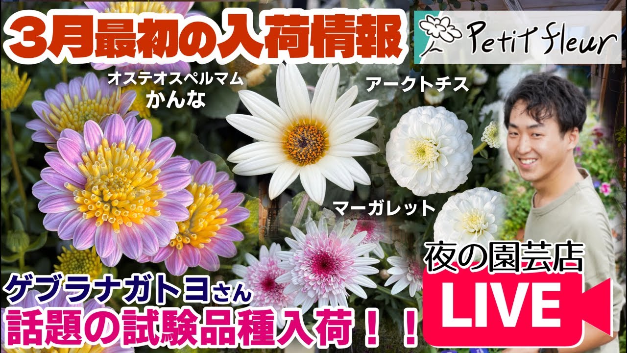【入荷情報】ゲブラナガトヨさん話題の試験品種入荷！#オステオ#マーガレット