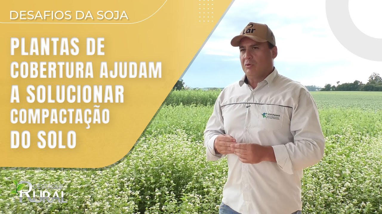 Plantas de cobertura ajudam a solucionar compactação do solo
