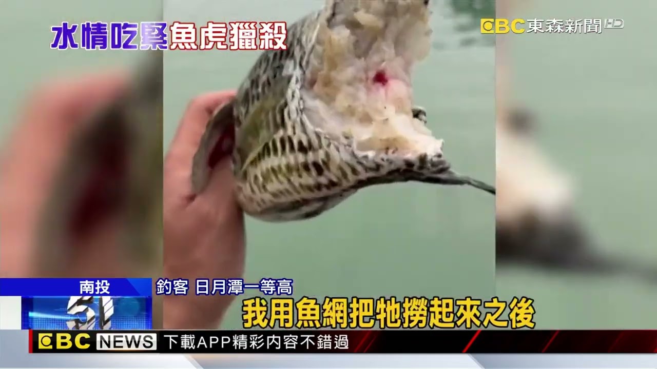 日月潭退水淪魚虎獵殺地獄 狠咬石斑「剩一半」@newsebc