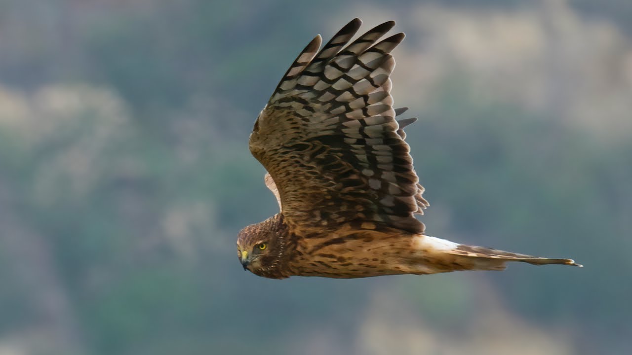 Hawk of the Marshlands - Northern Harrier (Marsh Hawk)