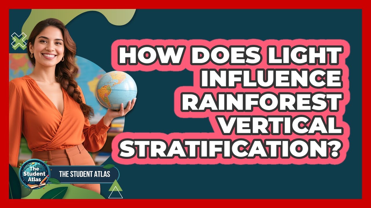 How Does Light Influence Rainforest Vertical Stratification?