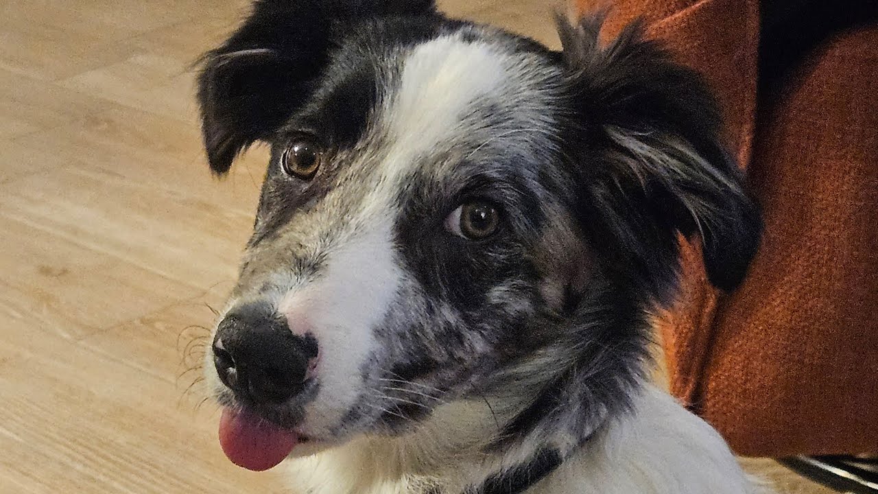 Border collie 4 months old progress report