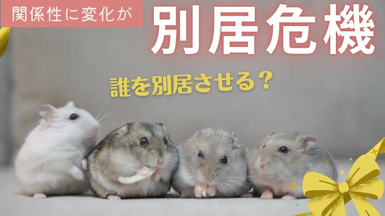 【4兄弟】ついに別居危機？関係性に変化が…悩みが尽きません～ジャンガリアンハムスター