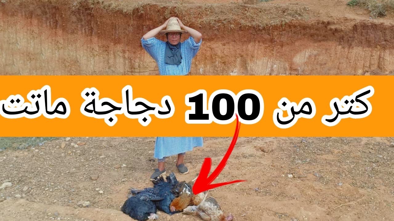 نهاية مشروع الدجاج البلدي اكتر من 100ماتو مخنوقين شنو السبب سميرة كاتشرح ليكم شنو وقع