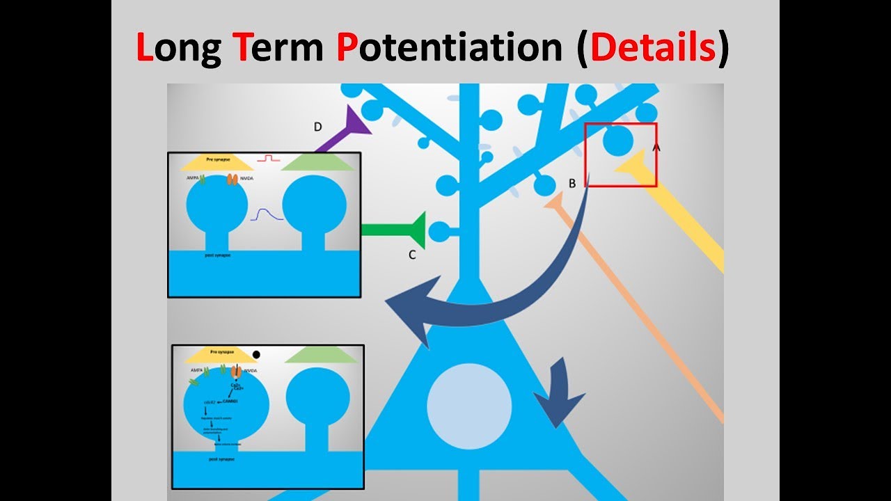 d&eacute;tails sur la potentialisation &agrave; long terme (LTP)