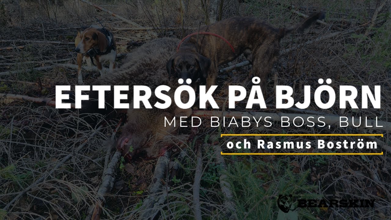 Efters&ouml;k p&aring; bj&ouml;rn.