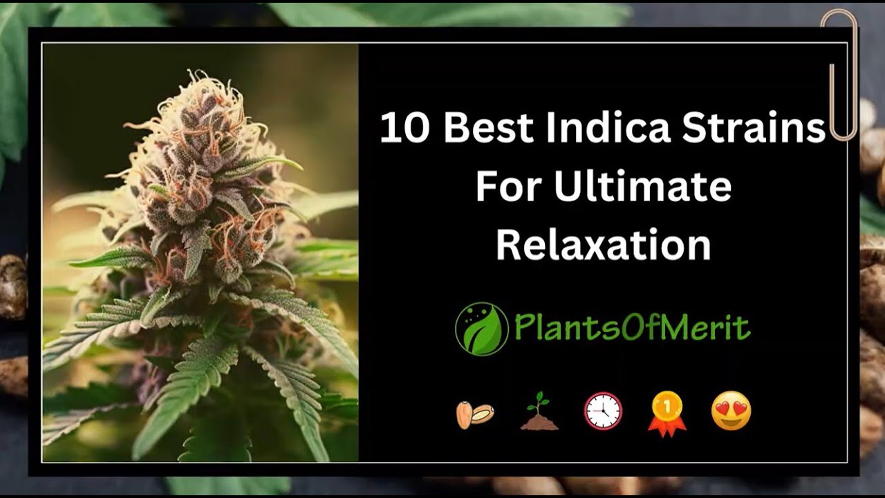 Best Indica Strains For Ultimate Relaxation - Top 10 Picks