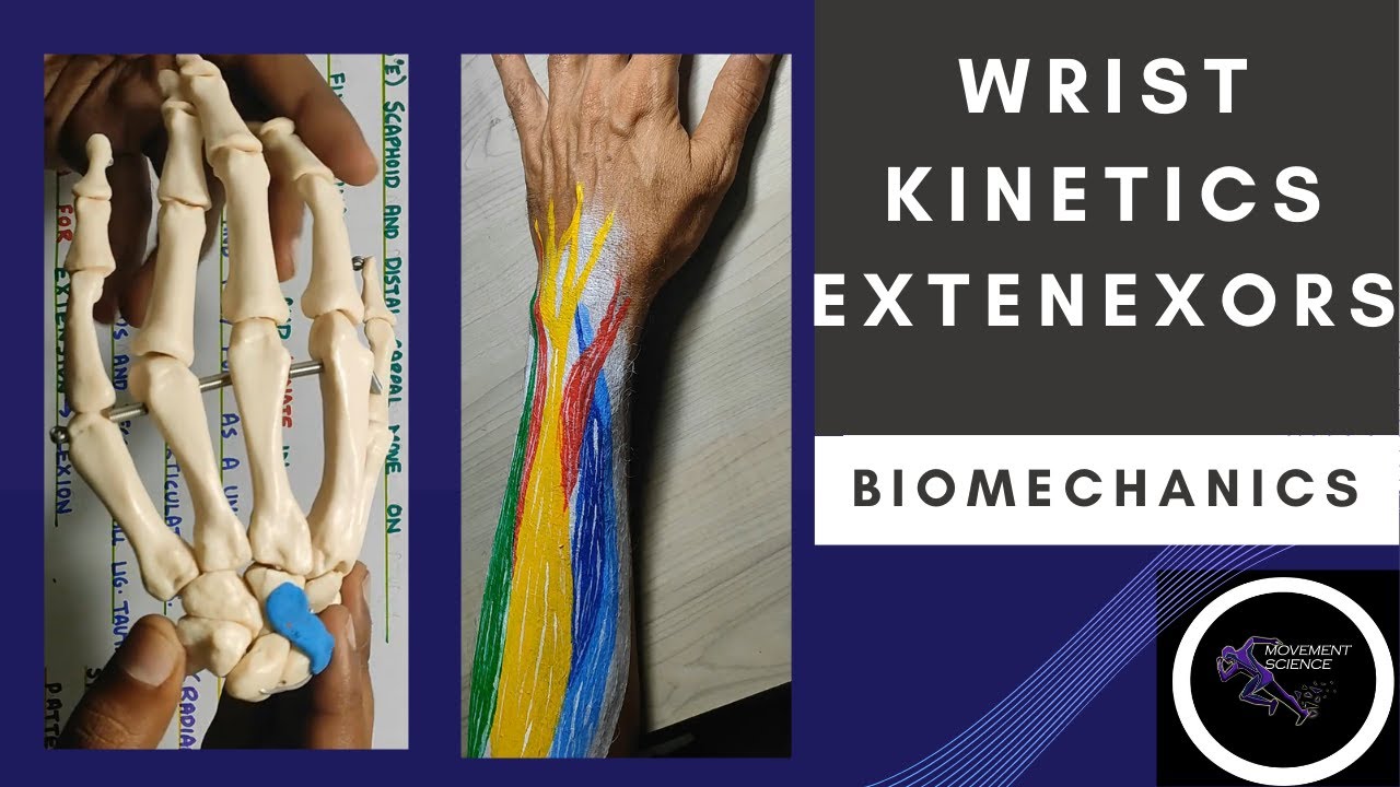WRIST JOINT KINETICS -EXTENSORS ( WRIST JOINT COMPLEX BIOMECHANICS)Physiotherapy