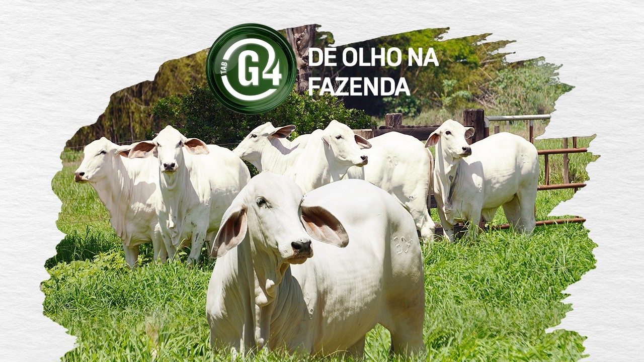 DE OLHO NA FAZENDA TAB G4 - DE 11 A 17/03