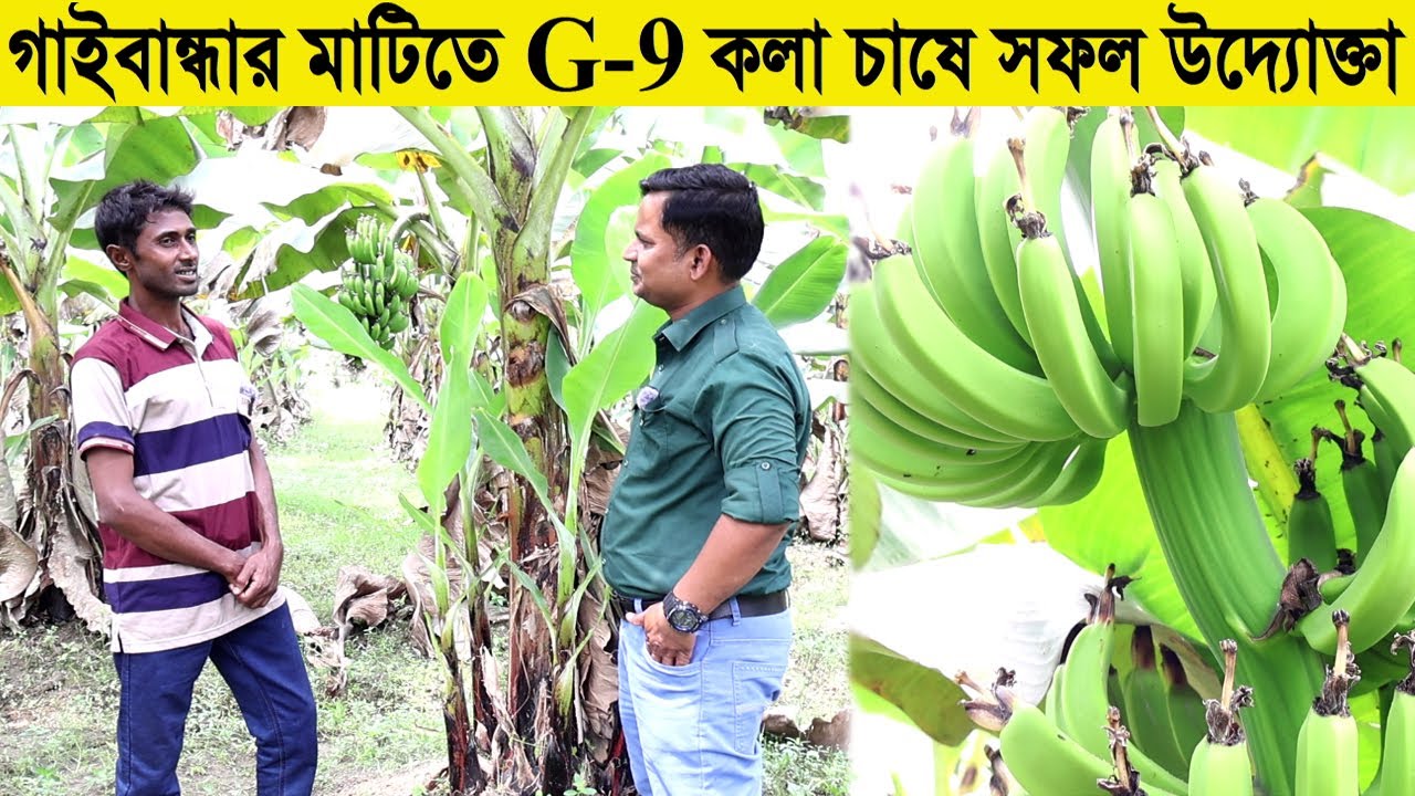 G-9 কলা চাষের সফল উদ্যোক্তা । জি-৯ কলা চাষ পদ্ধতি । G-9 Banana । Banana Plant । Swadesh BD