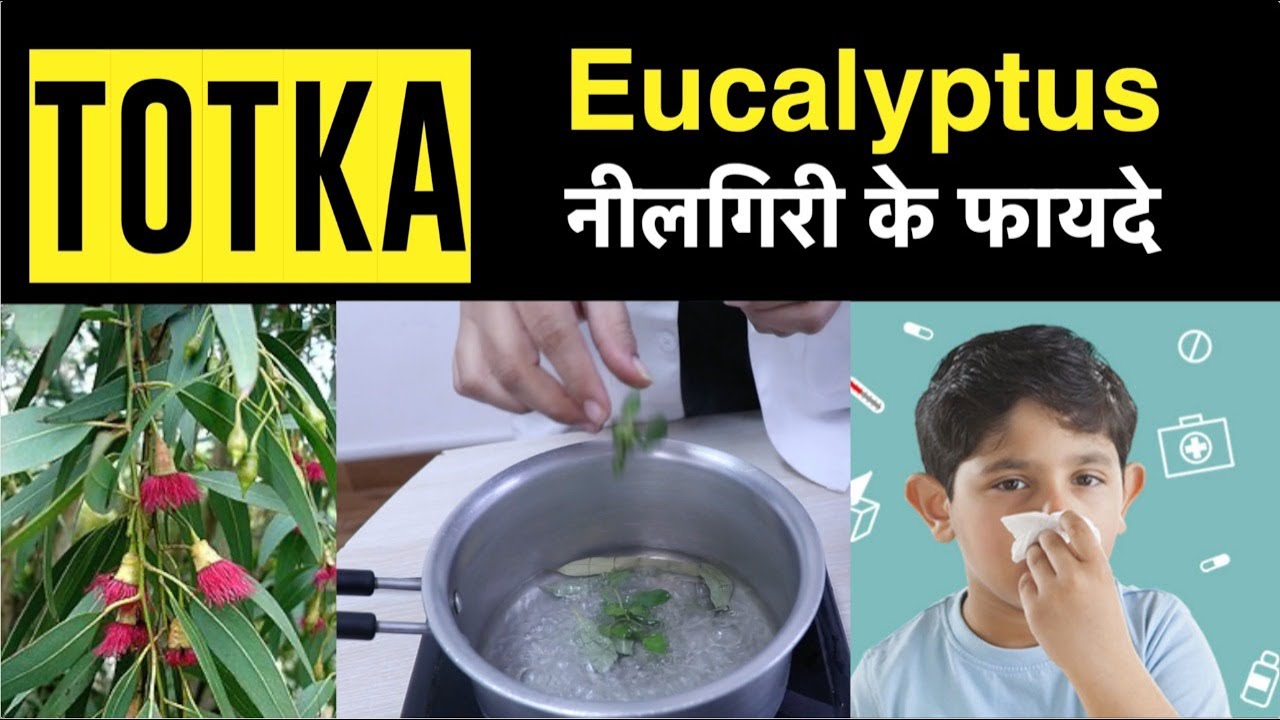 Eucalyptus (नीलगिरी तेल)  ke fayde ( For Hair, Health & Skin ) -Dietitian Shreya