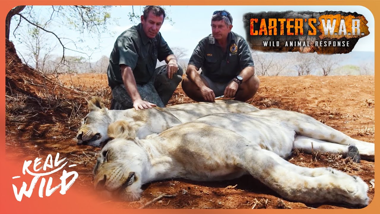 Why a $2.50 Poison is Wiping Out Africa's Lions | Carter's WAR S1 Ep9