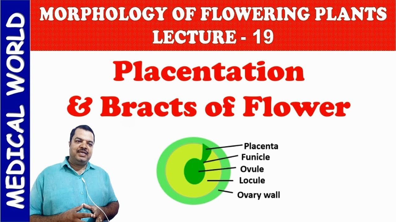PLACENTATION AND BRACTS OF FLOWER | MORPHOLOGY OF FLOWERING PLANTS | LECTURE 19