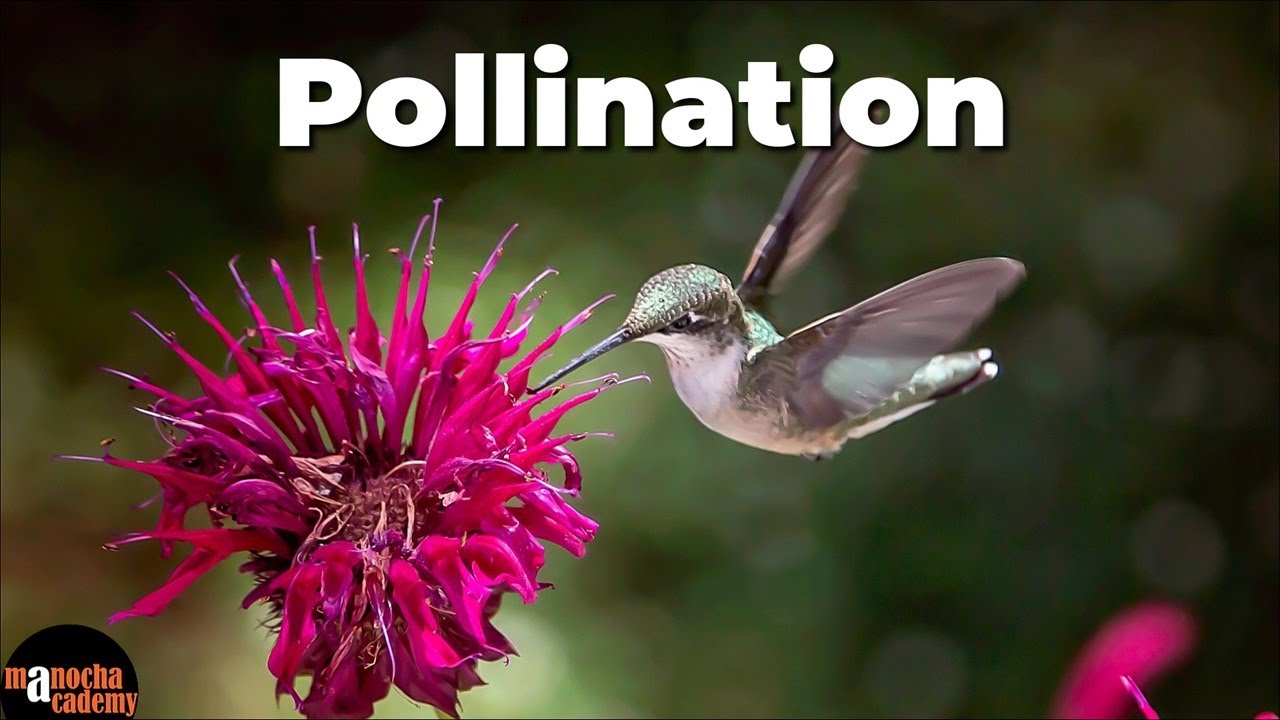 What is Pollination ?