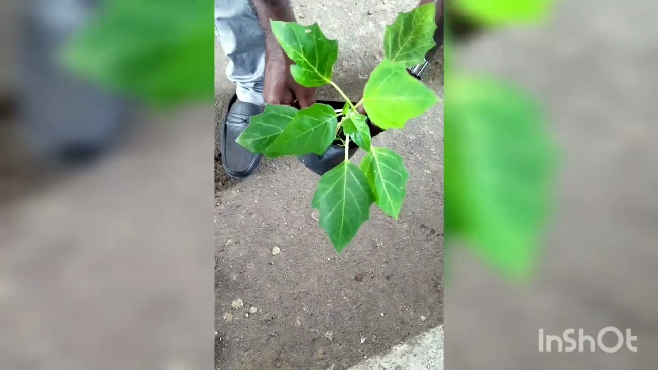 Tree planting project @ ssgs