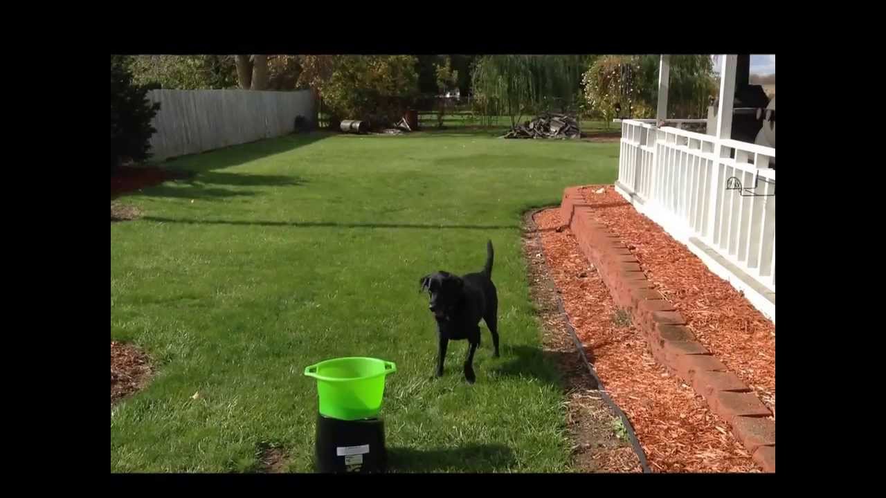 Testing 4-second delay GoDogGo! in yard, first time out