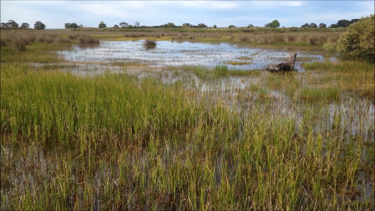 The Call of the Growling Grass Frog