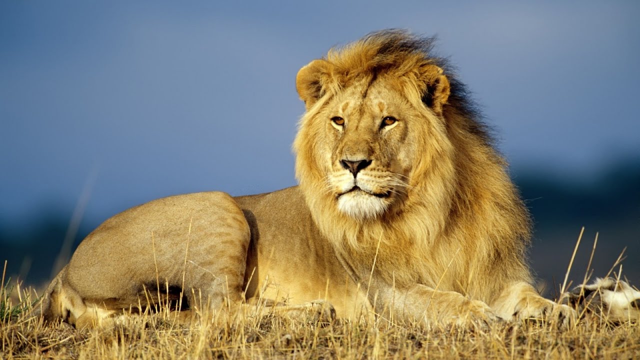 Grandes Depredadores Felinos de la Sabana