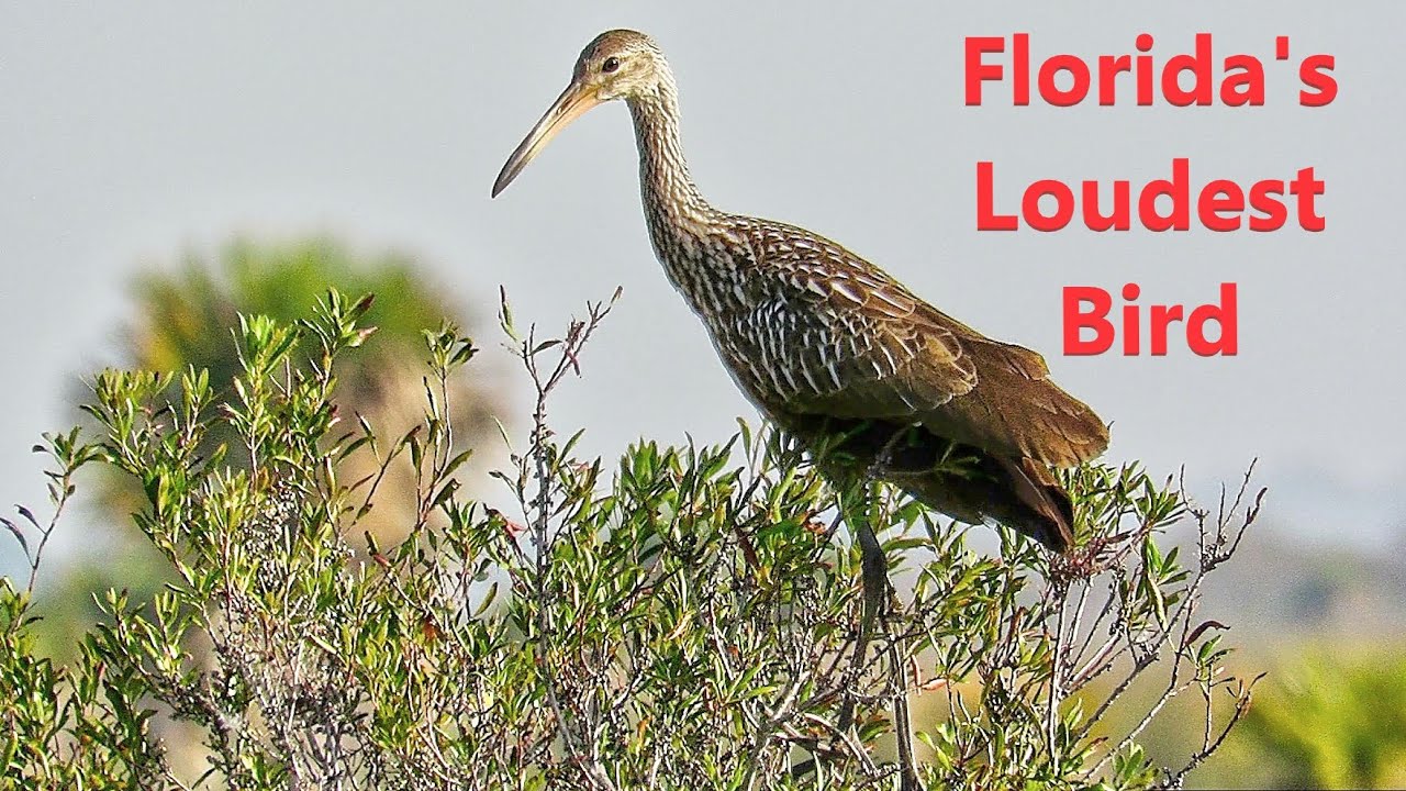 Limpkin The Calls and Sounds of Florida's Loudest Bird