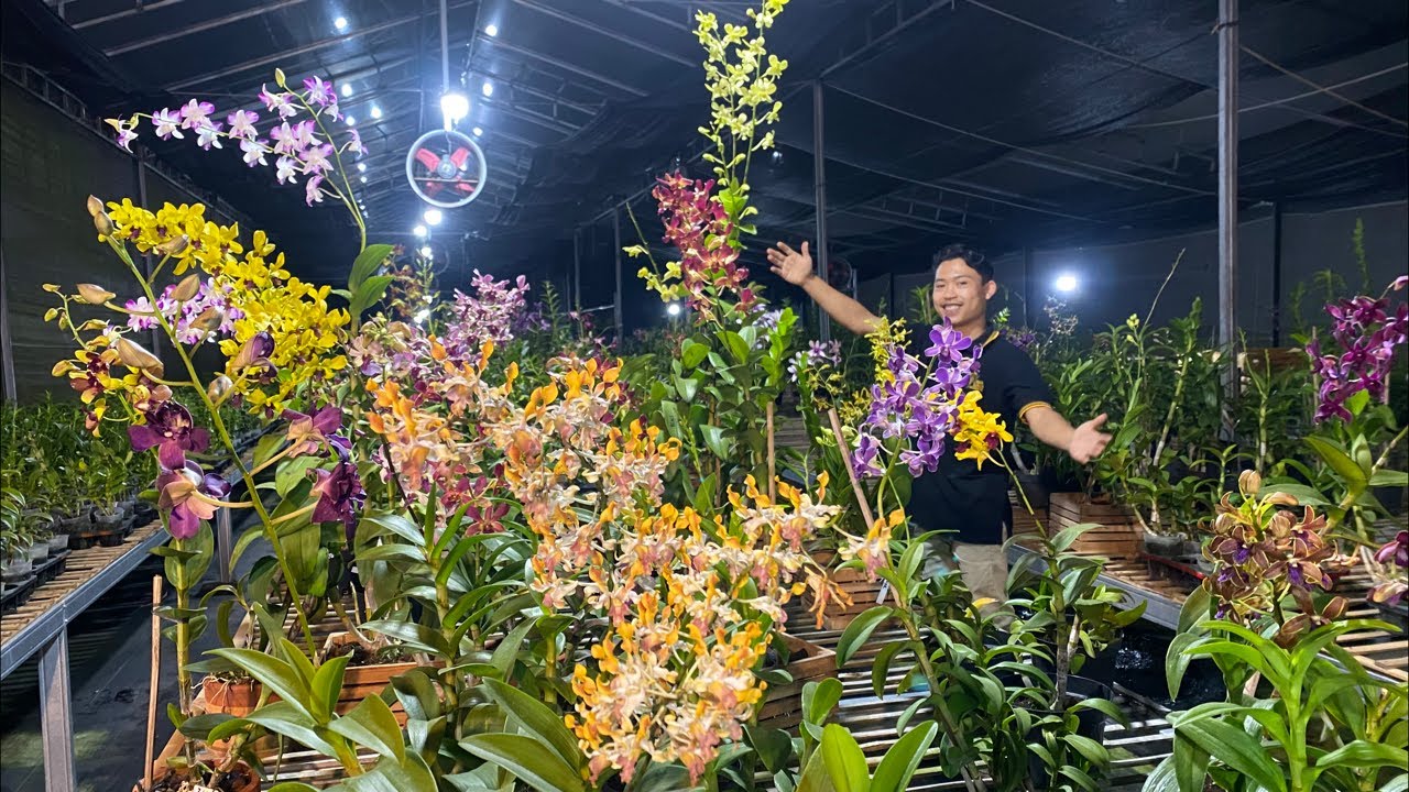 🔴LIVE KEBUN 🪴 Obral anggrek istimewa harga ekonomis🥰😻