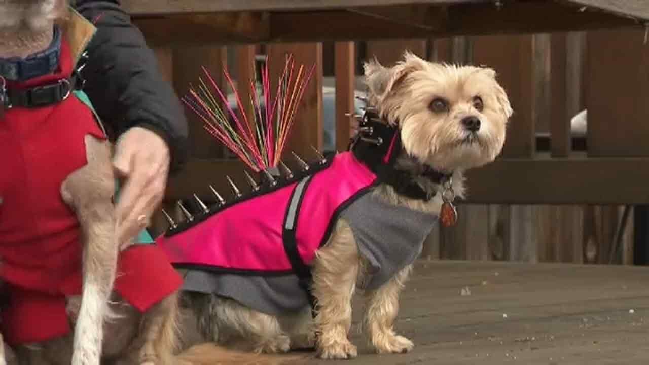 Woman uses bite-proof vest with spikes to protect small dogs from coyote attacks