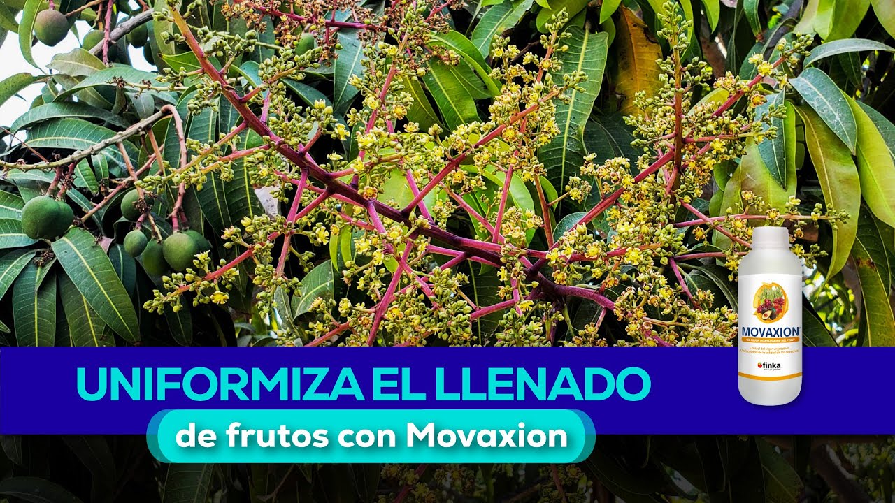 Mango🥭: mayor cantidad de frutos y maduración de yemas