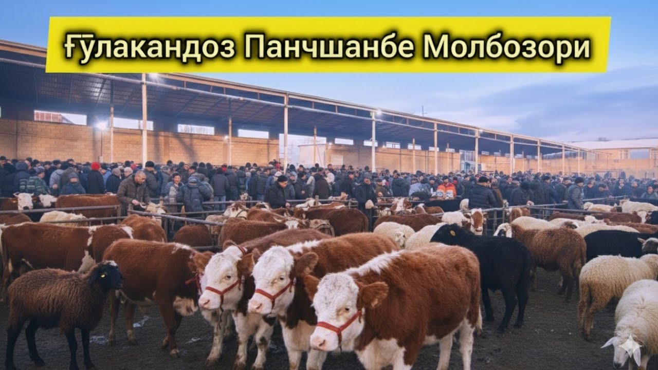 Ғулакандоз Панчшанбе Молбозори. Полный Обзор.Бозор Зур Булди.12.02.2026.