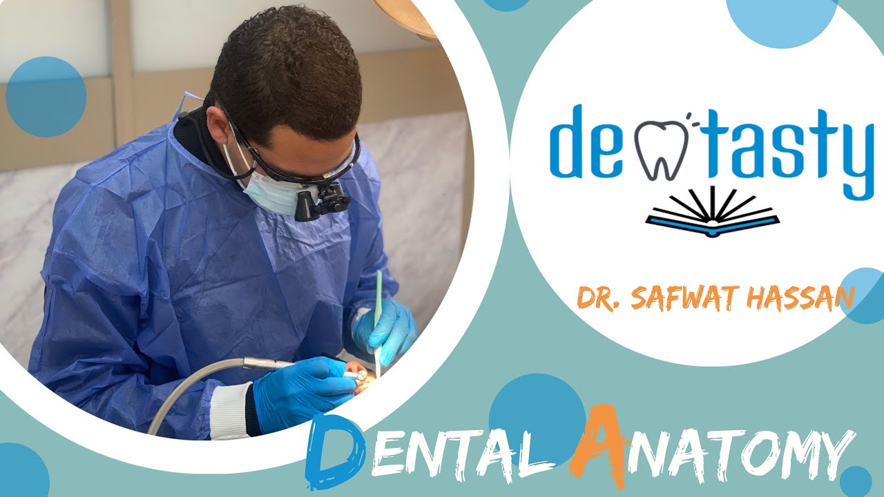 Anterior Deciduous Teeth-Dr/Safwat Hassan Course
