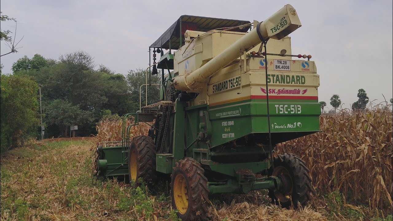 இந்த அளவுக்கு யாராவது மக்காச்சோளம் அறுத்து இருக்கீங்களா #skதங்கமயில்