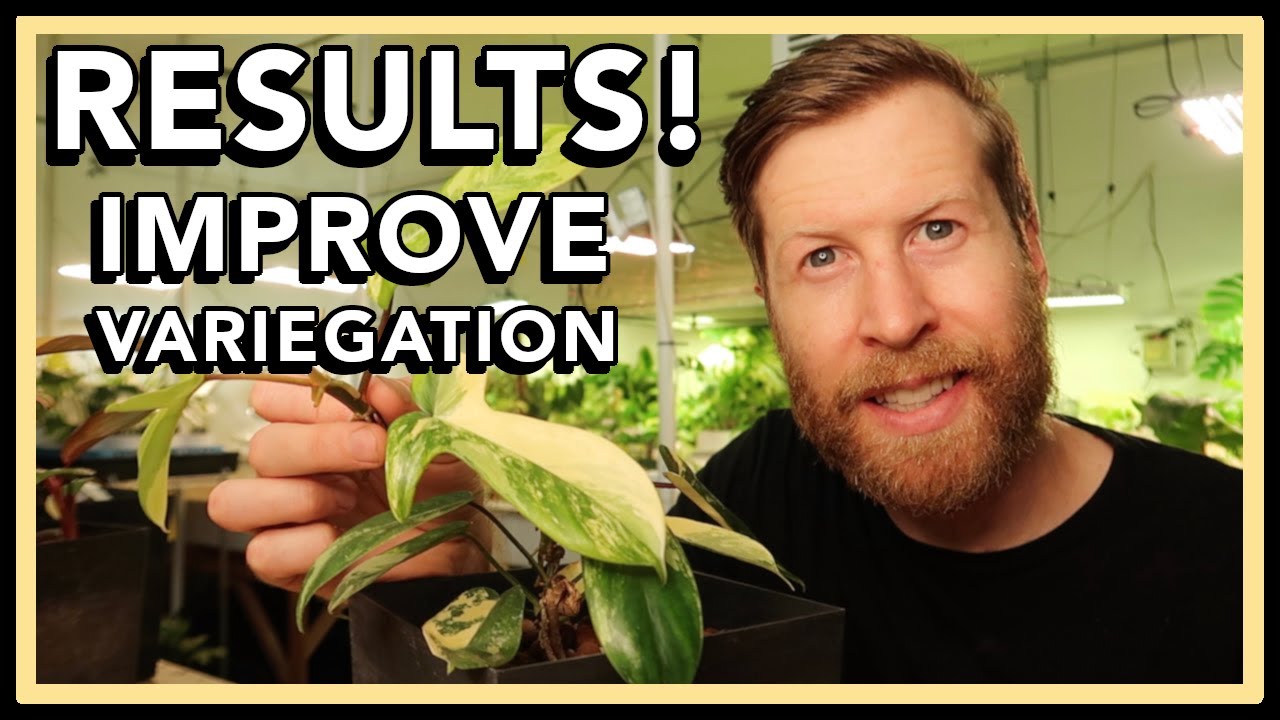 IT WORKED: RESULTS of Pink Princess Propagation for the BEST VARIEGATION!