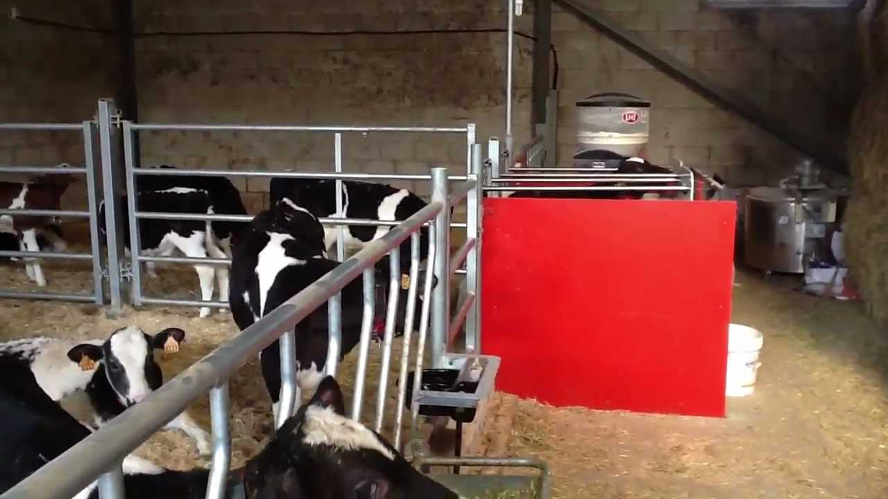LELY CALM, LC LOS CORRALES