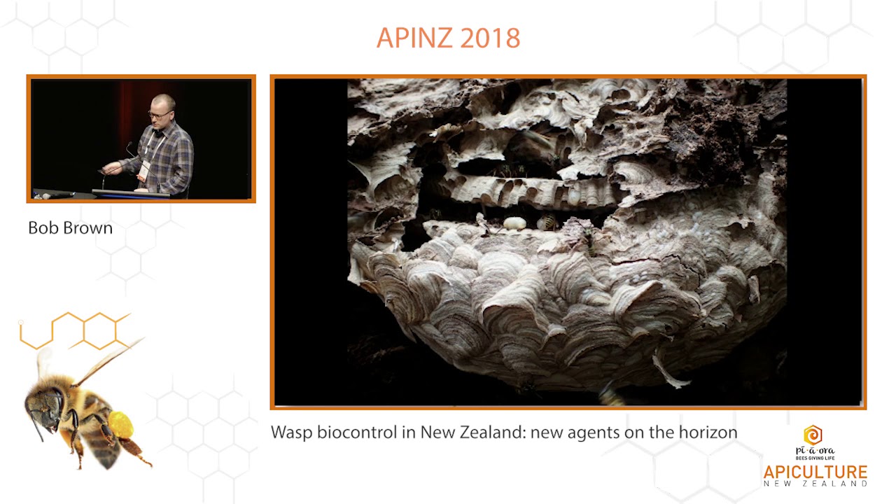 Bob Brown - Wasp biocontrol in New Zealand: new agents on the horizon