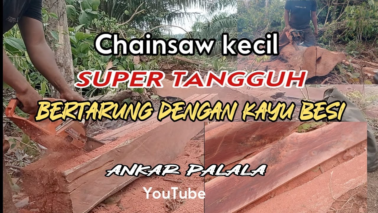 CHAINSAW KECIL SUPER TANGGUH BERTARUNG DENGAN KAYU BESI -ANKAR PALALA